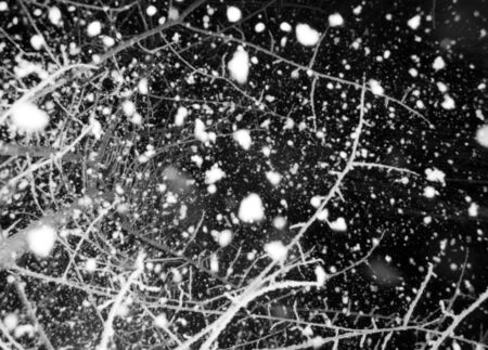 Abstract black and white background. Falling from branches of trees a snow at night under...