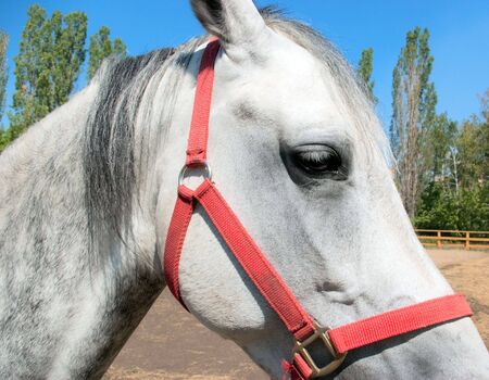 Portrait of a beautiful horse in a countrysideの写真素材