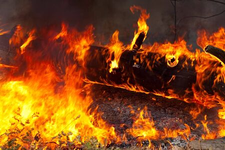 Big fire of trees in a wood with a smoke and a flameの写真素材