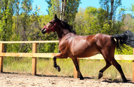 Beautiful horse was galloping fast across field along fenceの写真素材