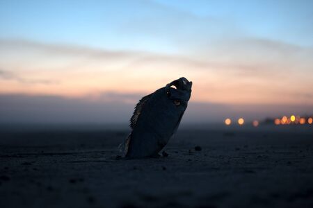 Environmental problemの写真素材