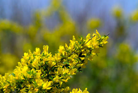 Branch of yellow colors on against bushes and the sky