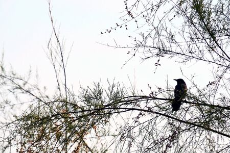 Bird on a branchの写真素材