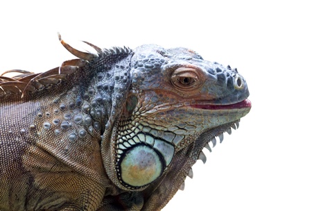 iguana isolatedの写真素材