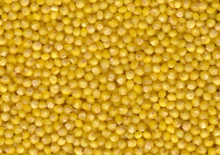 Texture of Grains Millet. Background of ripe grain