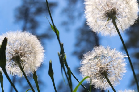 Dandelions in forest