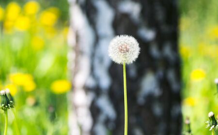 Dandelion on lawn at forestの写真素材