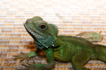 Iguana closeupの写真素材