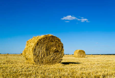 Mown wheat field, large round bales of hay, field of corn in the distanceの写真素材
