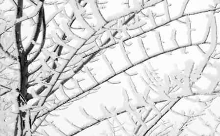 Birch trees in snow-covered winter woodの写真素材