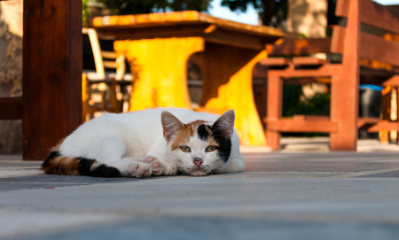 Cat lying in the street near cafe table in sunny dayの写真素材