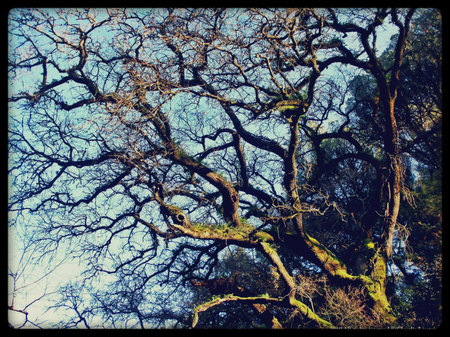 Giant Tree