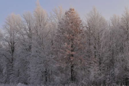 Winter Treesの写真素材