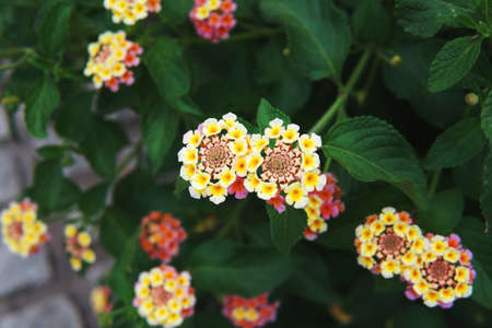 Close up view of a group of purple, white and yellow Lantana camara flowers still in the plant....