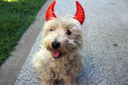 diabolical cute dog ready for halloween with a pair of red horns