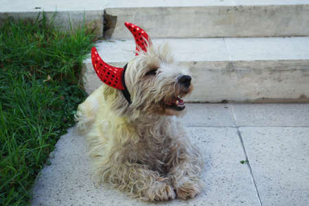 diabolical cute dog ready for halloween with a pair of red horns