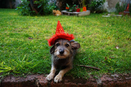 small cute dog waiting in the garden for halloween in a witch costume with a red hatの写真素材