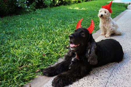 couple of cute dogs waiting for halloween in their costumes