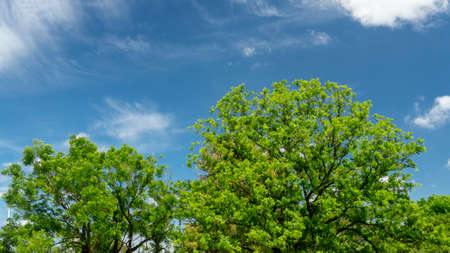 Beautiful summer background of a few green trees and a blue morning sky behind