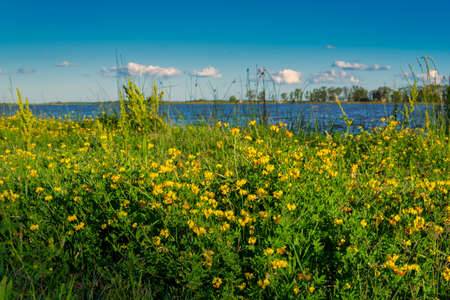 Close view of a bunch o yellow small flowers next to Lobos lakeの写真素材