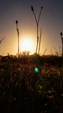 Close vertical view of a few yellow small flowers at sunset with the rising sun behind