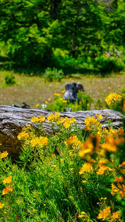 Close view of a group of yellow small Amancay flowers (Alstroemeria aurea) growing near an old dry log in San Martin de los Andes, Neuquen, Patagonia, Argentinaの写真素材