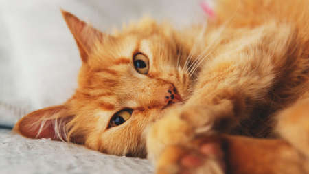 Close view of a small cute orange cat resting in a bedの写真素材