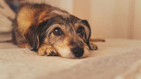 Small cute brown dog laying in a comfortable bed.の写真素材