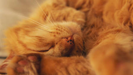 Close view of a small cute orange cat resting in a bedの写真素材