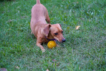 Small cute dog playing in the garden with a yellow ballの写真素材