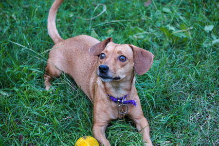 Small cute dog playing in the garden with a yellow ballの写真素材