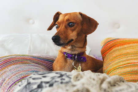 Small cute brown dog laying in a comfortable bed.の写真素材