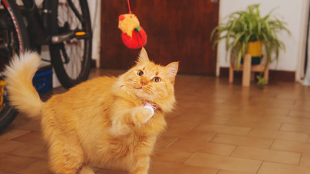 Playful ginger cat with a small red toyの写真素材