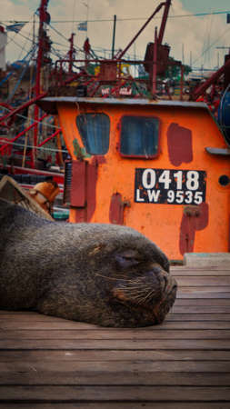 small young sea wolf sleeping in a wooden pier next to an old colorful fishing boat in Mar del Plata portのeditorial素材