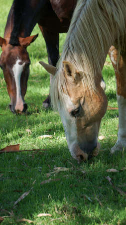 Close view of couple of young horses grazing in a summer morning