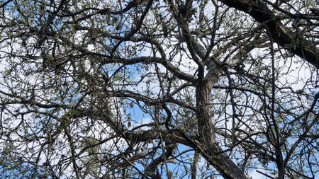 a lot of old dry branches network with a blue sky and a few white clouds behind