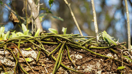 old large tree trunk covered with green vegetation background