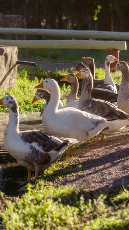 close view of a flock of geese in the wild at sunsetの写真素材