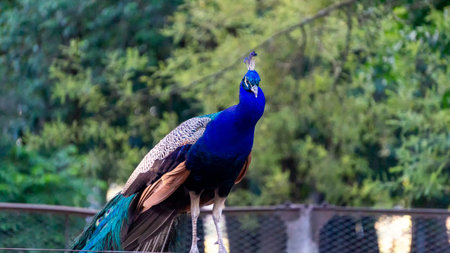 close view of a blue peacock and his colorful feathersの写真素材