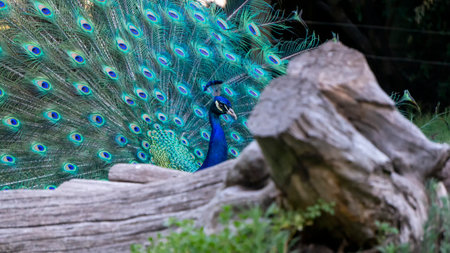 close view of a blue peacock and his colorful feathersの写真素材