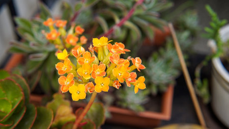 close view of a small group of kalanchoe yellow and orange flowers