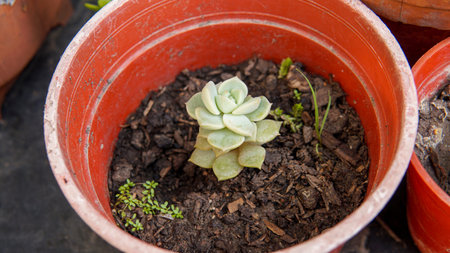 tiny succulent plant in a large red potの写真素材