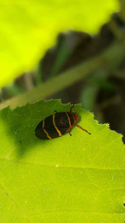 Garden Bug
