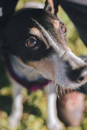 Close-up of a dog looking upの写真素材
