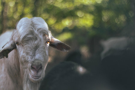 Close up of white goat looking at camera on blurred green background.の写真素材