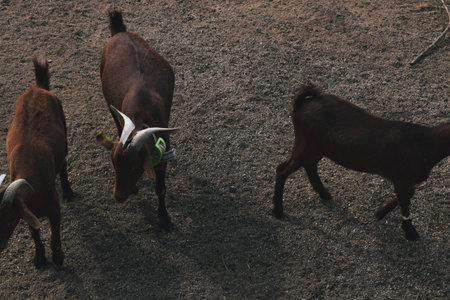 Goats in the farm. Livestock in the village.の写真素材