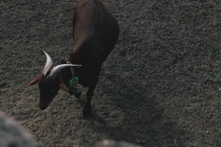 Goat in the farm. Goat eating grass. Goat in the farm.の写真素材