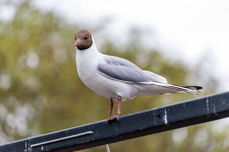 The black-headed gull (Chroicocephalus ridibundus).