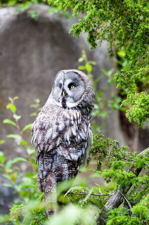 The great grey owl or great gray owl (Strix nebulosa) is a very large owl, documented as the world's...