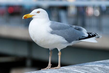 The great black-backed gull (Larus marinus), mistakenly called greater black-backed gull by some, is...